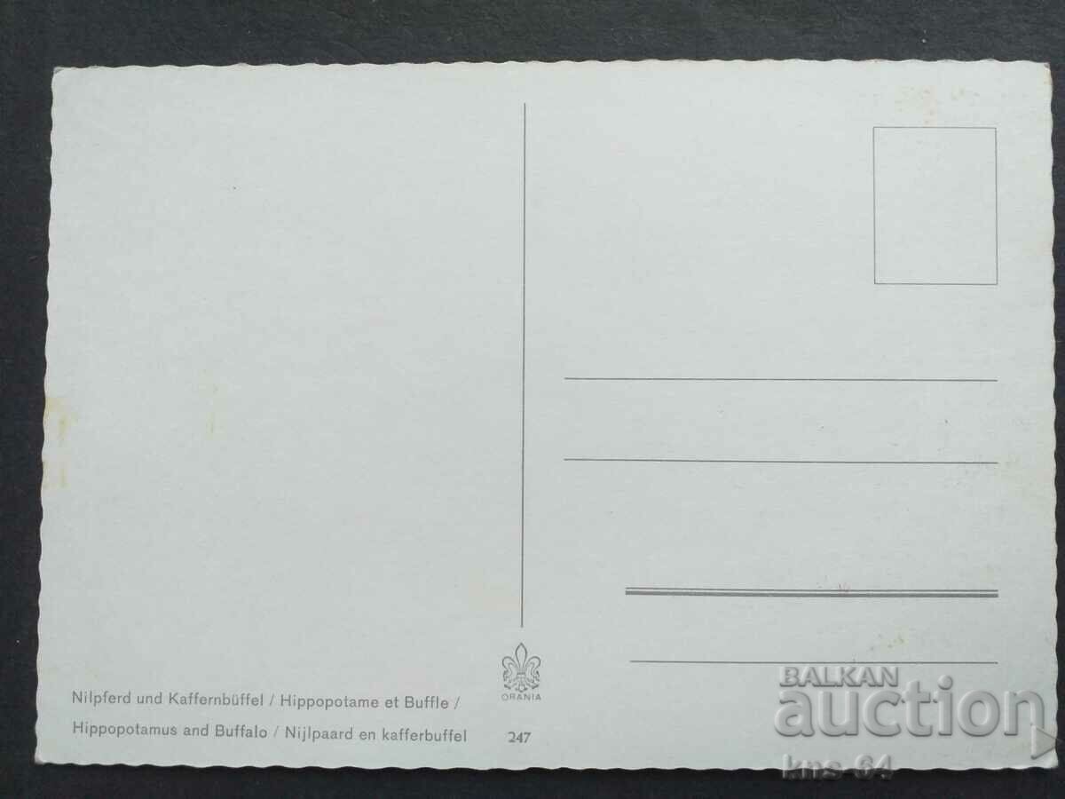 Animals with price 0.95 BGN | € 0.49 Animals with price 0.95 BGN | € 0.49