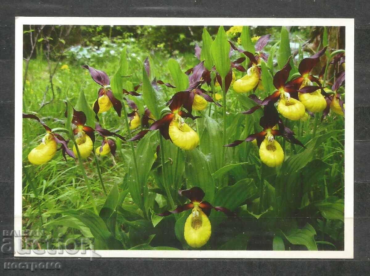 Orchideen - Γερμανία Ταχυδρομική κάρτα - A 1667
