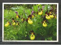 Orchideen - Γερμανία Ταχυδρομική κάρτα - A 1668