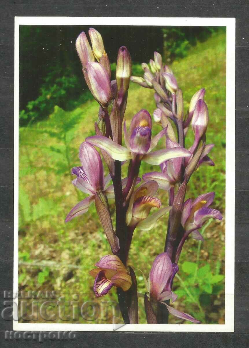Orchideen - Γερμανία Ταχυδρομική κάρτα - A 1669
