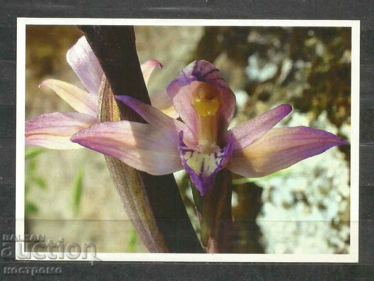 Orchideen - Germany Post card - A 1672