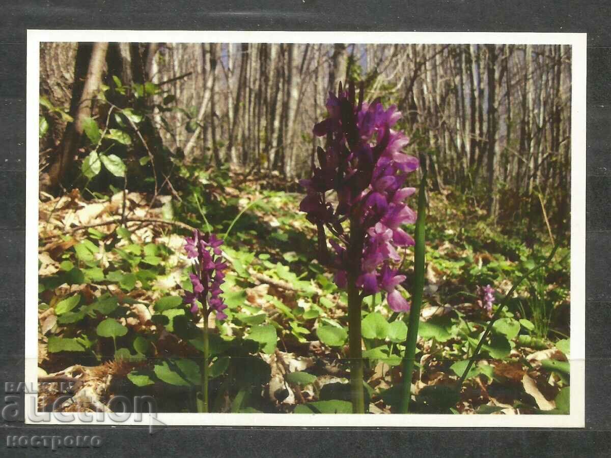 Orchideen - Germany Post card - A 1673