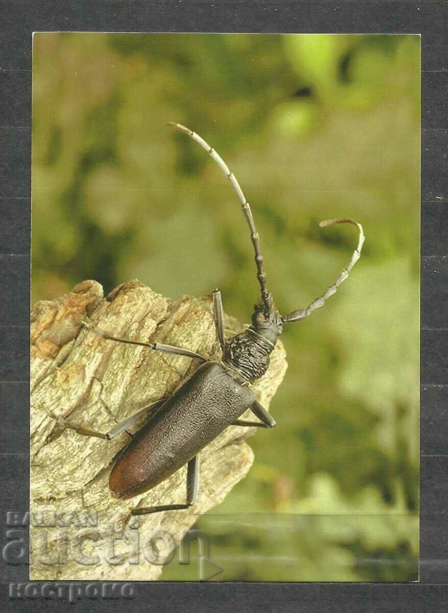 Insect - Fauna -  Macedonia  Post card  - A 1676