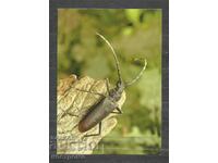 Insect - Fauna - Macedonia Post card - A 1676