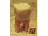 Gift for the favorite dentist-molar from a giant