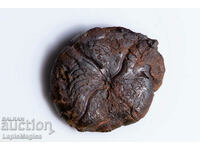 Ammonite Replaced with Hematite 4.3g 25mm #7