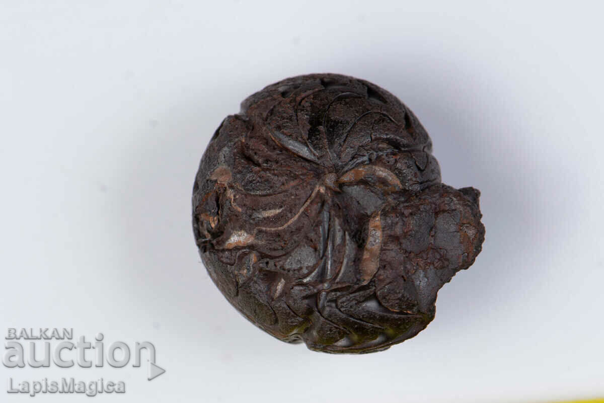 Ammonite Replaced with Hematite 5.3g 17mm #13