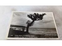 Carte poștală Varna Peisaj de coastă