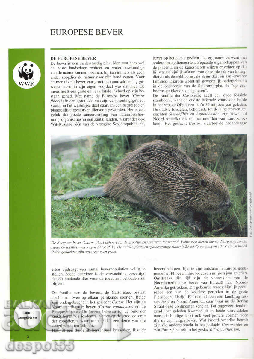 Auction 1995. Belarus. European beaver. Auction 1995. Belarus. European beaver.