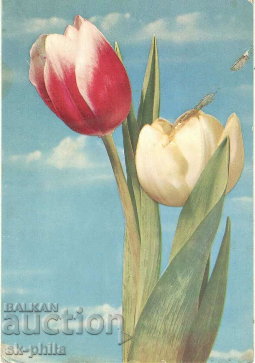 Стара картичка - поздравителна - Честита пролет! Лалета