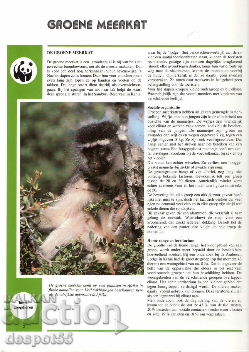 Auction 1986. St. Kitts. Endangered species - Green monkeys. Auction 1986. St. Kitts. Endangered species - Green monkeys.