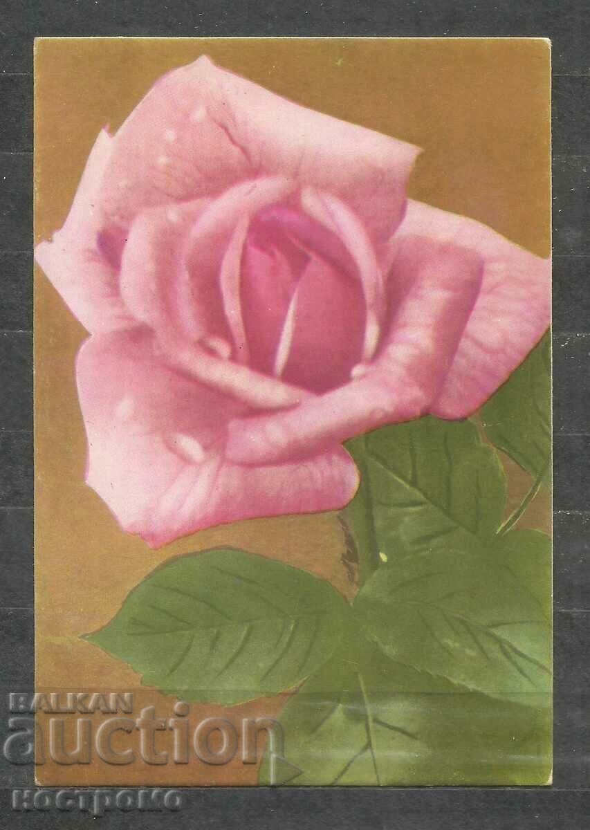 Rosa - Flora  -  Bulgaria   Post card - A 1883