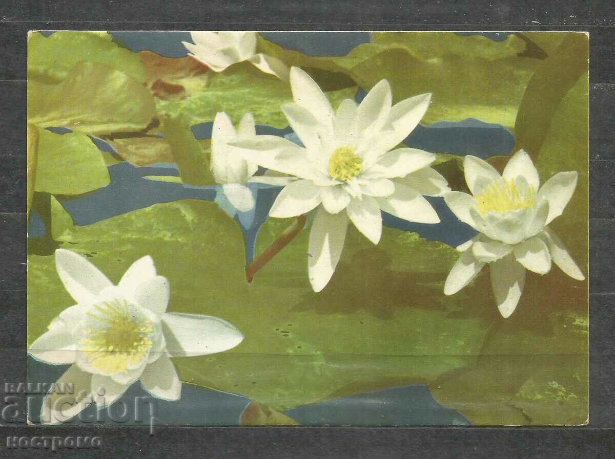 Lotos - Flora  -  Bulgaria   Post card - A 1884