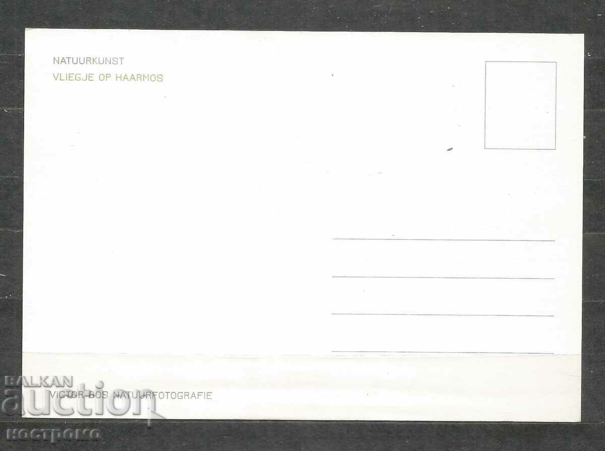 Insectă - Fauna - Nederland Carte poștală - A 1885 cu preț 1.00 BGN | € 0.51