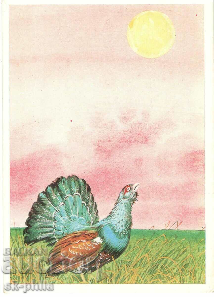 Old postcard - Fauna - Grouse