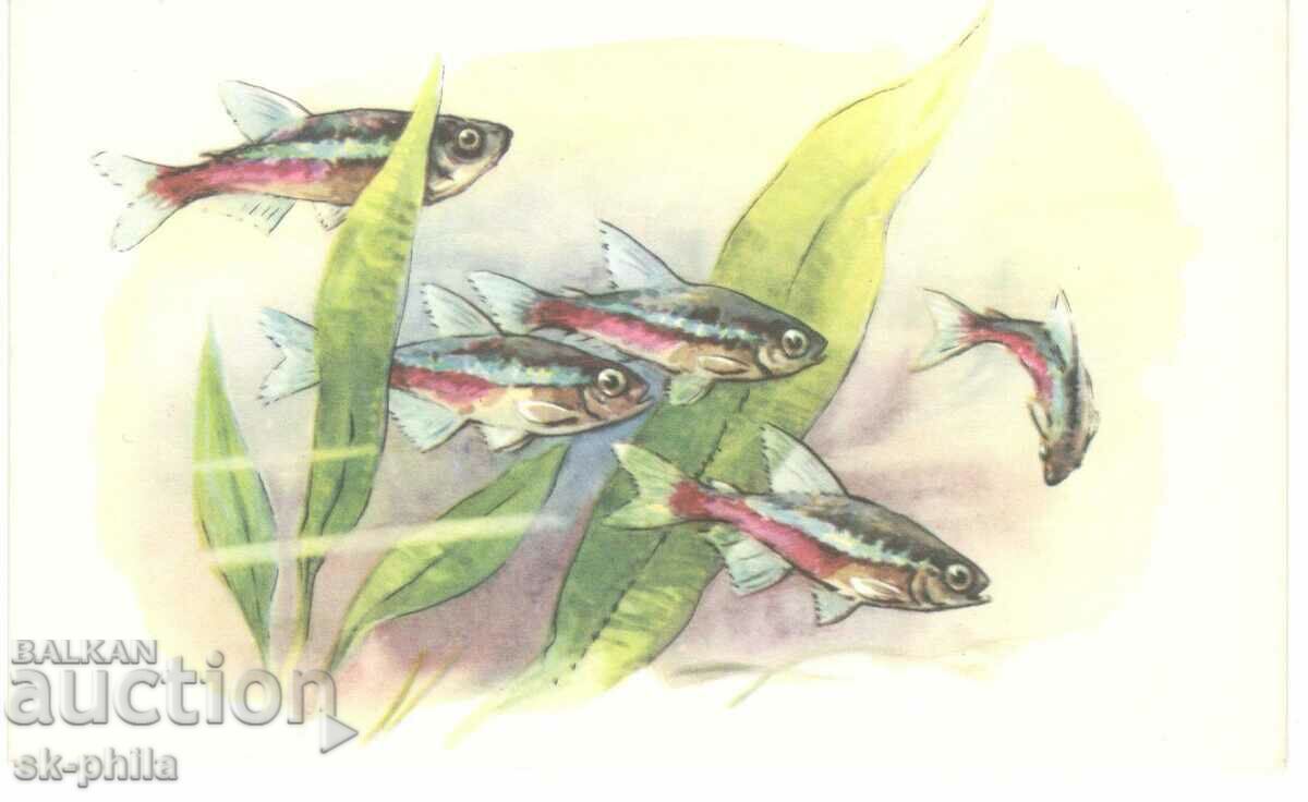 Old card - Fauna - Neon fish