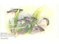 Carte veche - Fauna - Pește neon