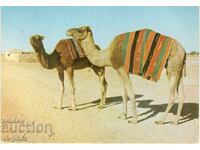 Old card - Fauna - Camel