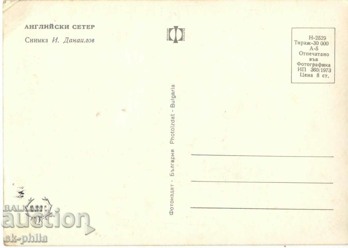 Стара картичка - Животни - Английски сетер с цена 1.90 лв. | € 0.97 Стара картичка - Животни - Английски сетер с цена 1.90 лв. | € 0.97