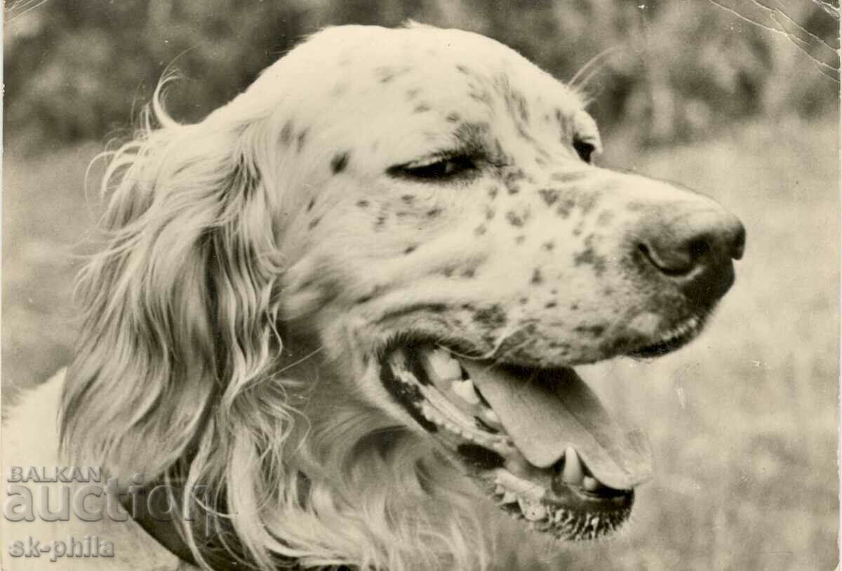 Old card - Animals - English Setter