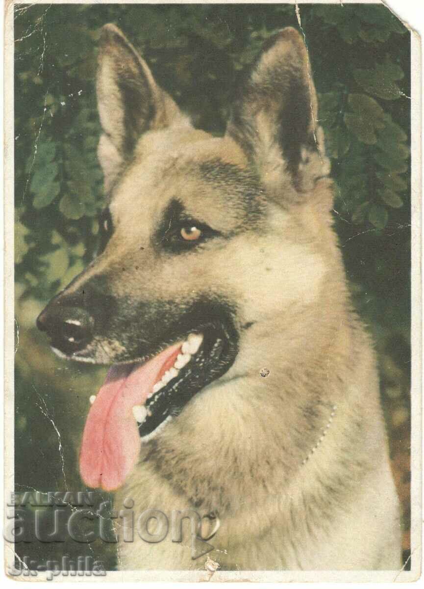 Old card - Animals - German shepherd