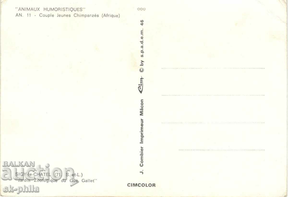 Стара картичка - Хумор - Културни маймуни с цена 1.60 лв. | € 0.82 Стара картичка - Хумор - Културни маймуни с цена 1.60 лв. | € 0.82