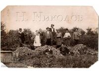 СТАРА СНИМКА БЪЛГАРСКИ ЗЕМЕДЕЛЦИ В НОВИ КНЕЖЕВАЦ СЪРБИЯ Г560