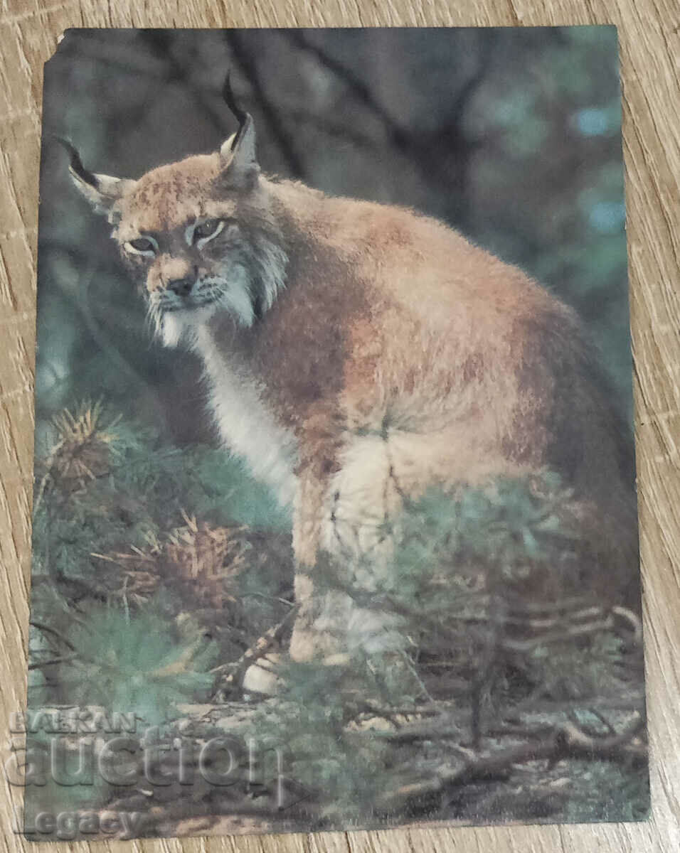 СССР Пощенска Картичка 1986, Серия Животни - Рис