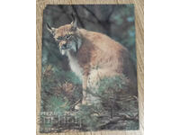 USSR Post Card 1986, Series Animals - Fig