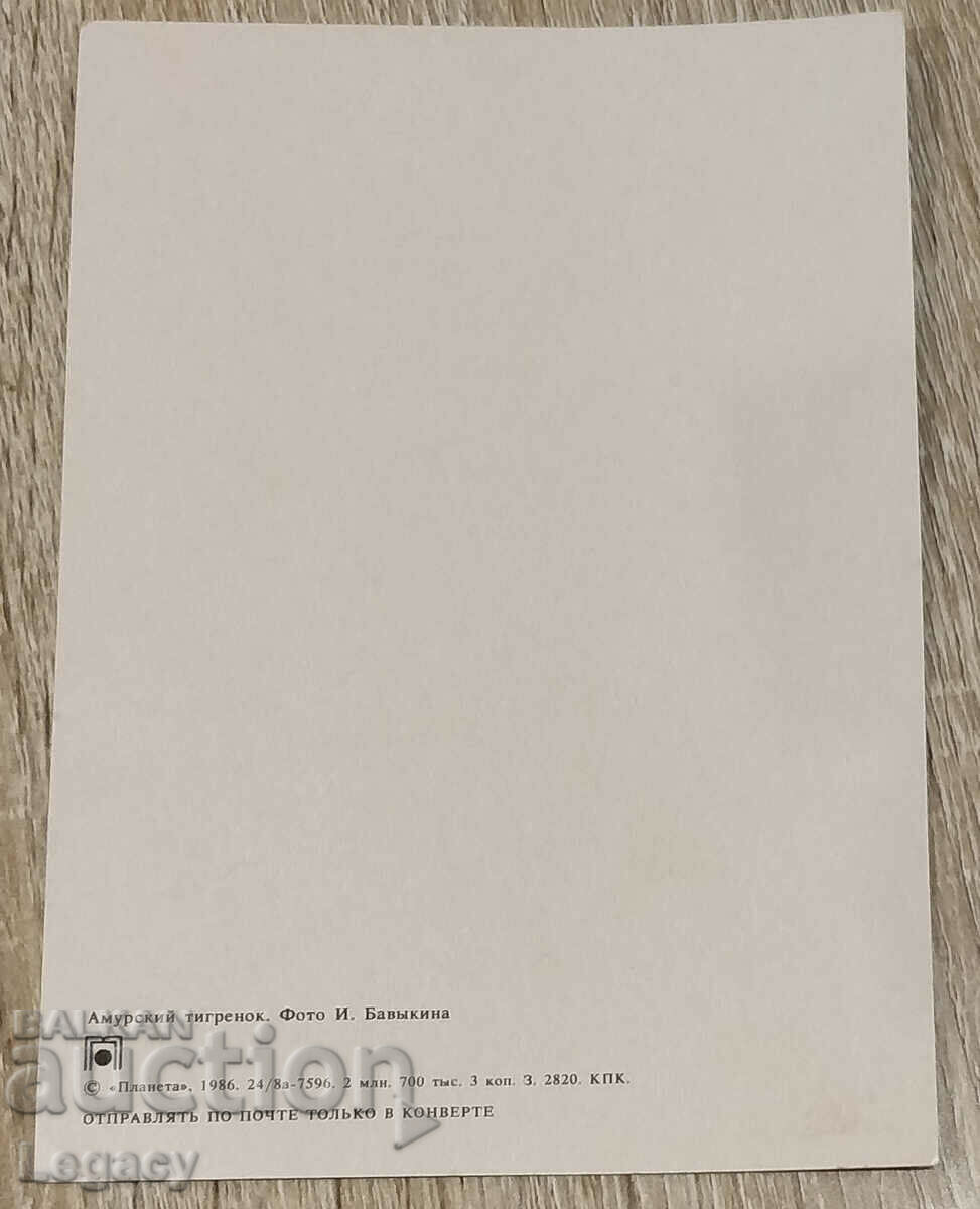 Καρτ ποστάλ ΕΣΣΔ 1986, Σειρά Ζώων - Τίγρης Αμούρ με τιμή 6.99 BGN | € 3.57 Καρτ ποστάλ ΕΣΣΔ 1986, Σειρά Ζώων - Τίγρης Αμούρ με τιμή 6.99 BGN | € 3.57