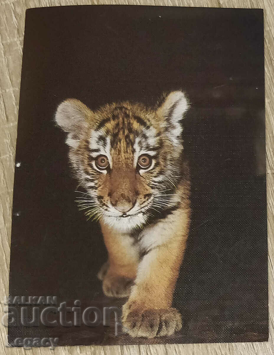 USSR Postcard 1986, Animals Series - Amur Tiger