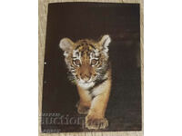 Carte poștală URSS 1986, Seria Animale - Tigrul Amur