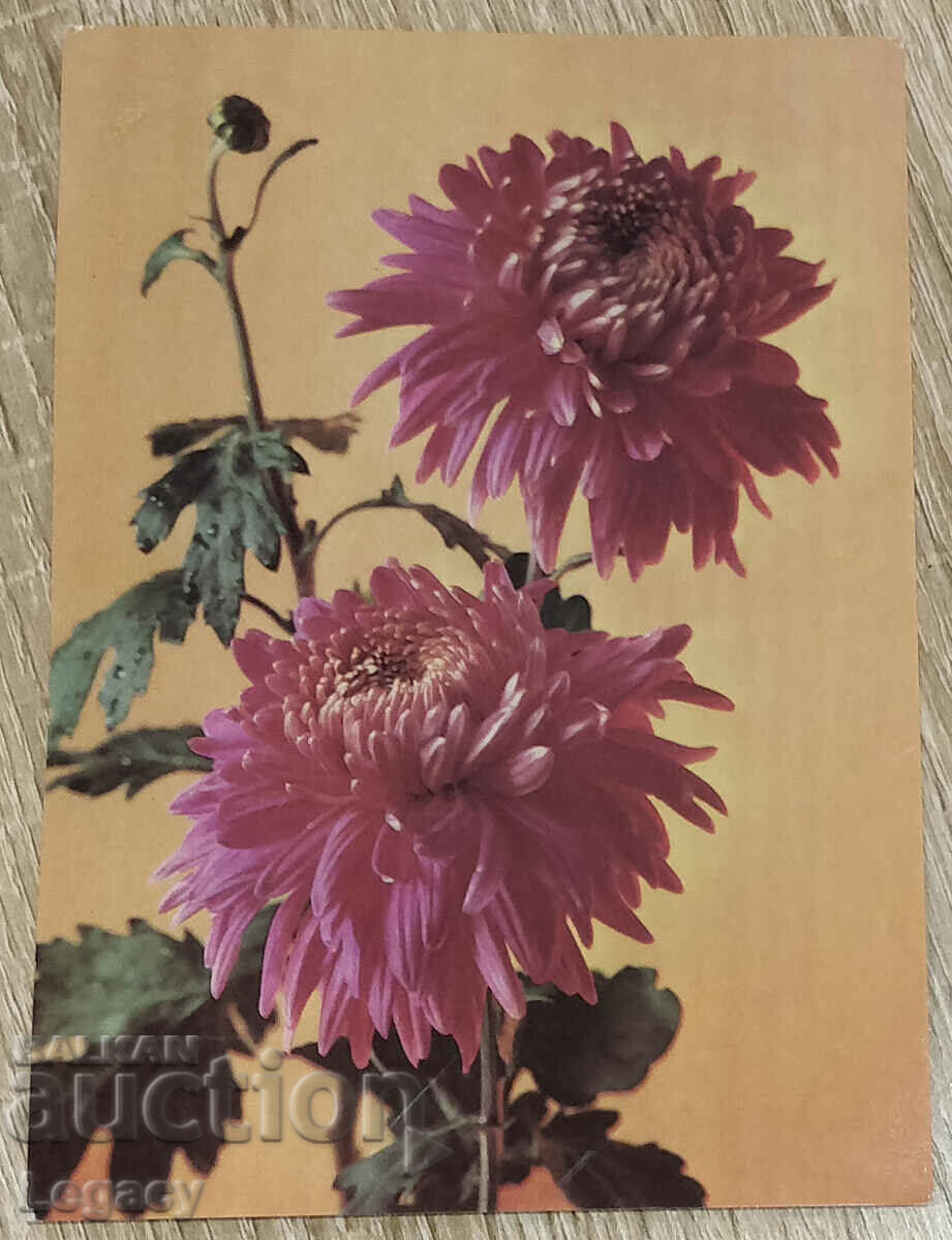UNSIGNED USSR Postcard - Chrysanthemums 1984