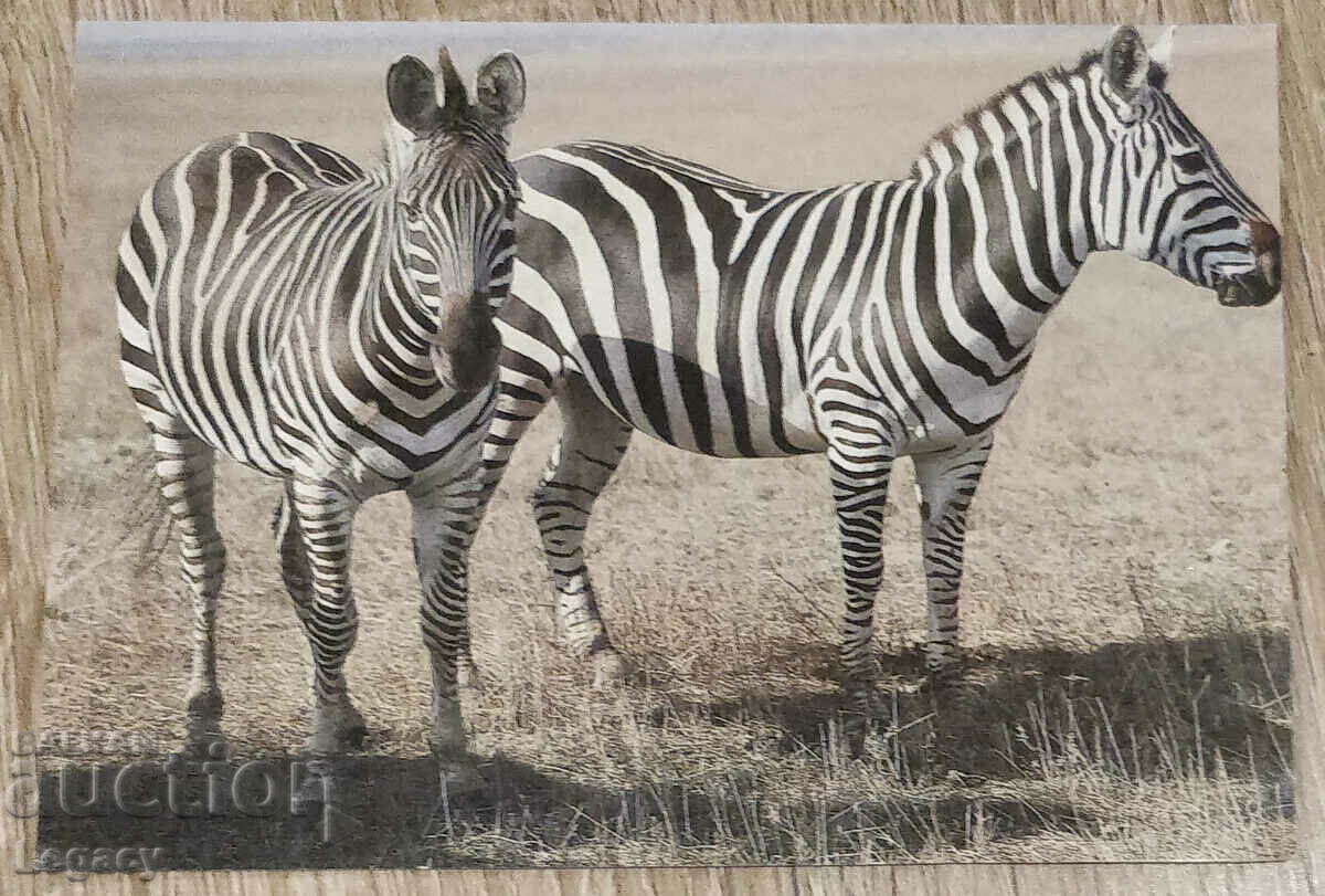 USSR Post Card 1987, Series Animals - Zebras