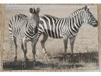 ΕΣΣΔ Post Card 1987, Series Animals - Zebras