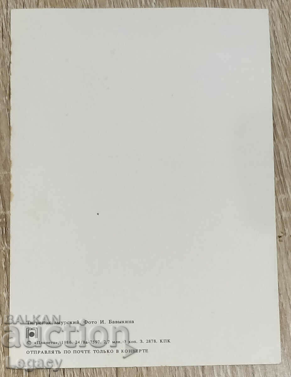 Καρτ ποστάλ ΕΣΣΔ 1986, Σειρά Ζώων - Τίγρης Αμούρ με τιμή 6.99 BGN | € 3.57 Καρτ ποστάλ ΕΣΣΔ 1986, Σειρά Ζώων - Τίγρης Αμούρ με τιμή 6.99 BGN | € 3.57