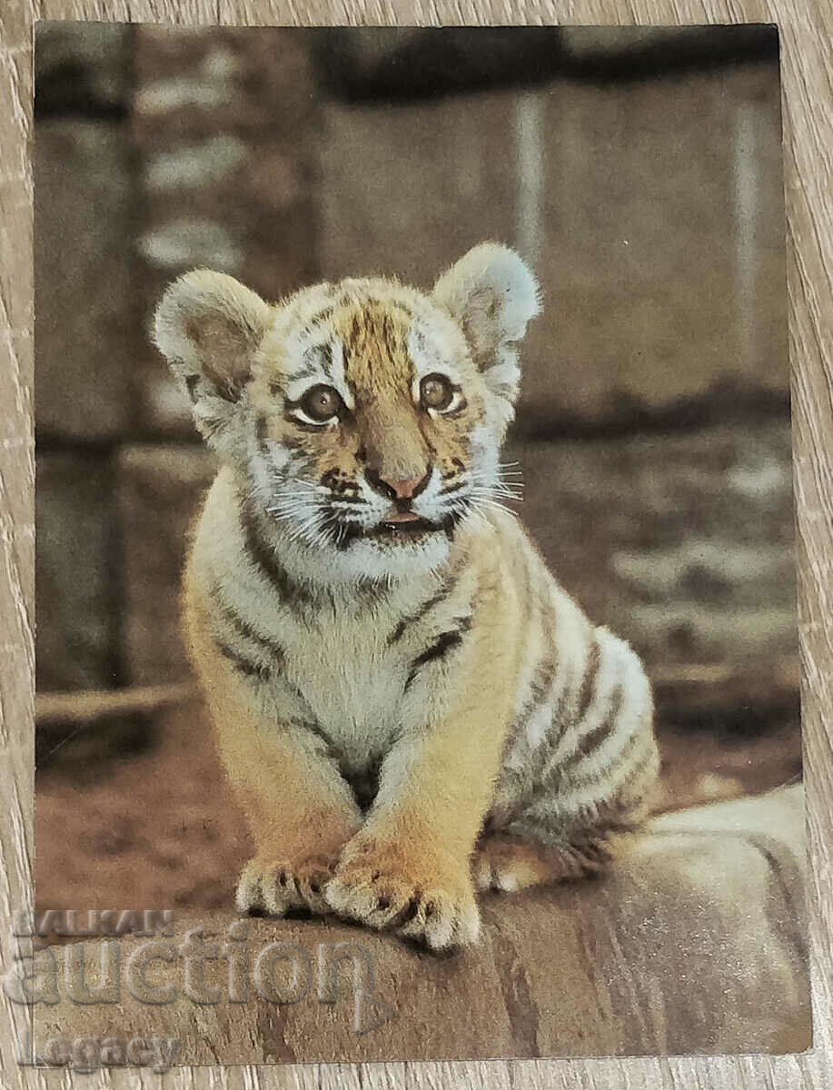 USSR Postcard 1986, Animals Series - Amur Tiger