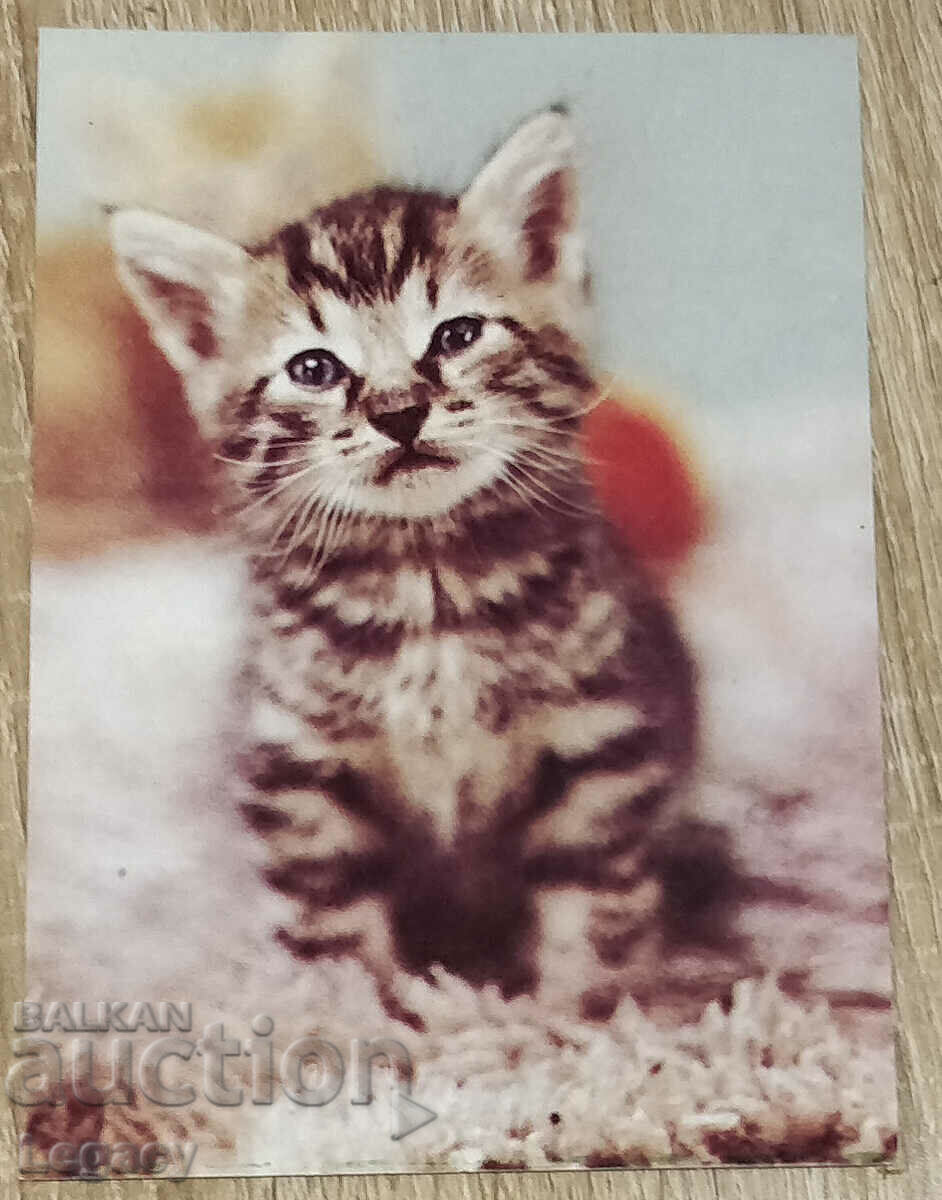 UNSIGNED Soc Postcard Kitten 1987