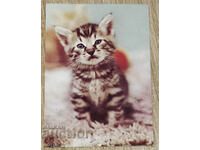 UNSIGNED Soc Postcard Kitten 1987