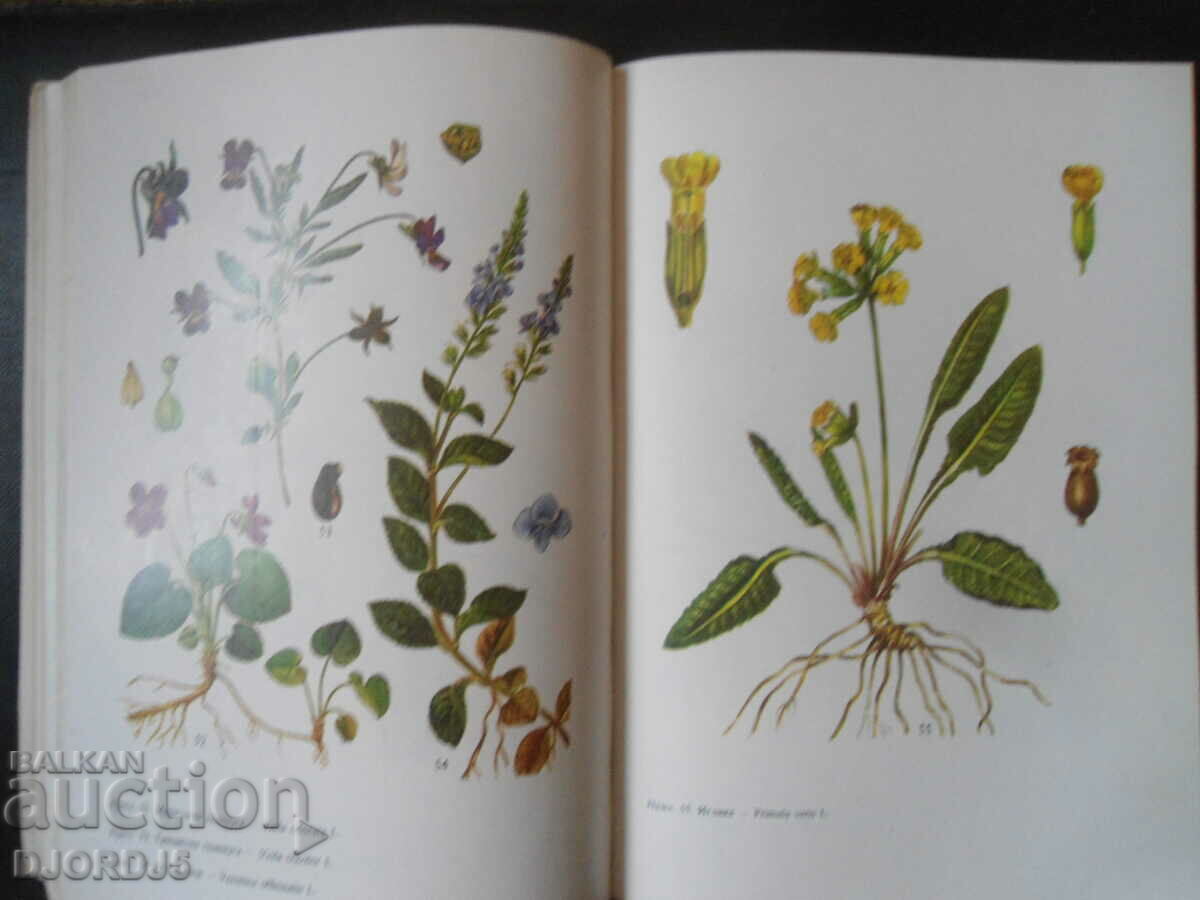 The herbs in every home with price 7.00 BGN | € 3.58 The herbs in every home with price 7.00 BGN | € 3.58