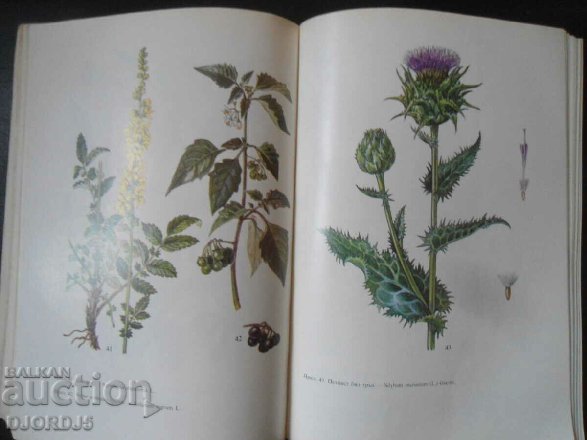 Auction The herbs in every home Auction The herbs in every home