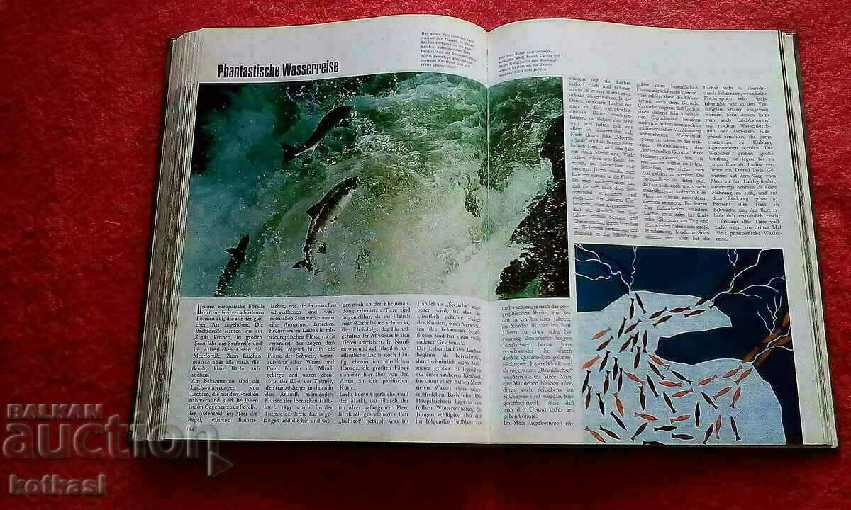 The natural kingdom of a thousand wonders Animals Birds Fish with price 21.00 BGN | € 10.74 The natural kingdom of a thousand wonders Animals Birds Fish with price 21.00 BGN | € 10.74