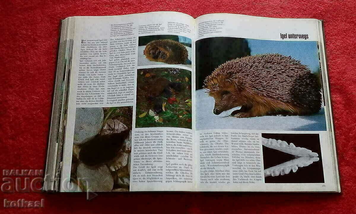 Auction The natural kingdom of a thousand wonders Animals Birds Fish Auction The natural kingdom of a thousand wonders Animals Birds Fish