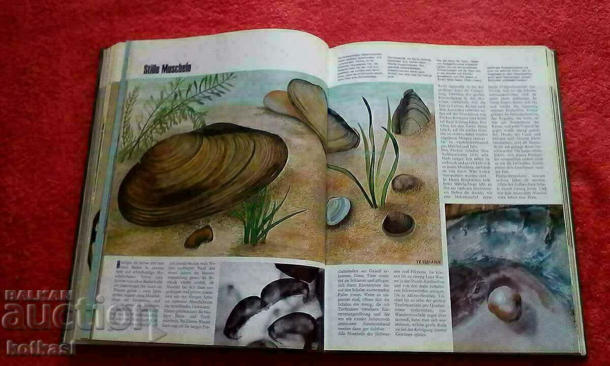 The natural kingdom of a thousand wonders Animals Birds Fish - 5 The natural kingdom of a thousand wonders Animals Birds Fish - 5