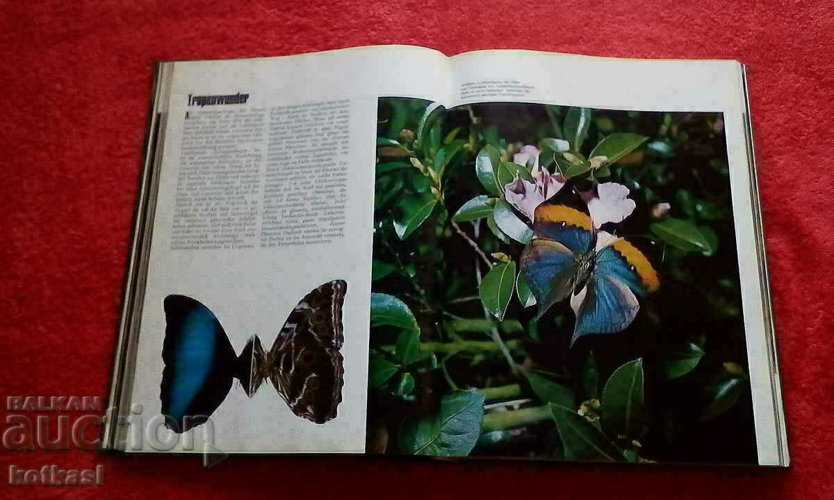 The natural kingdom of a thousand wonders Animals Birds Fish - 7 The natural kingdom of a thousand wonders Animals Birds Fish - 7