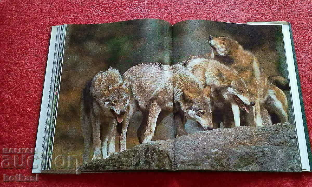 Nature of Europe Animals Fish Birds hardcover excellent with price 21.00 BGN | € 10.74 Nature of Europe Animals Fish Birds hardcover excellent with price 21.00 BGN | € 10.74