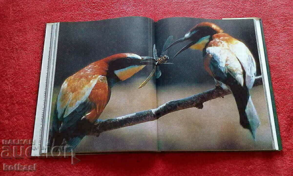 Delivery of Nature of Europe Animals Fish Birds hardcover excellent Delivery of Nature of Europe Animals Fish Birds hardcover excellent