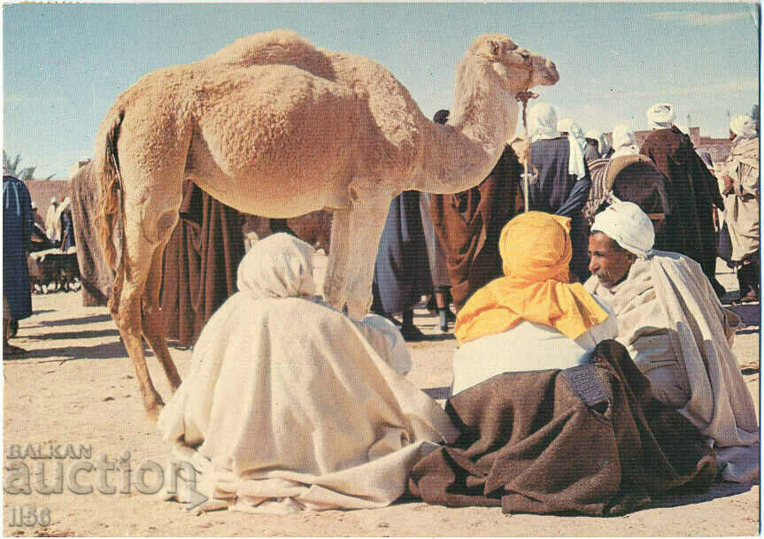 Tunisia - South Tunisia - Camel market - 1979