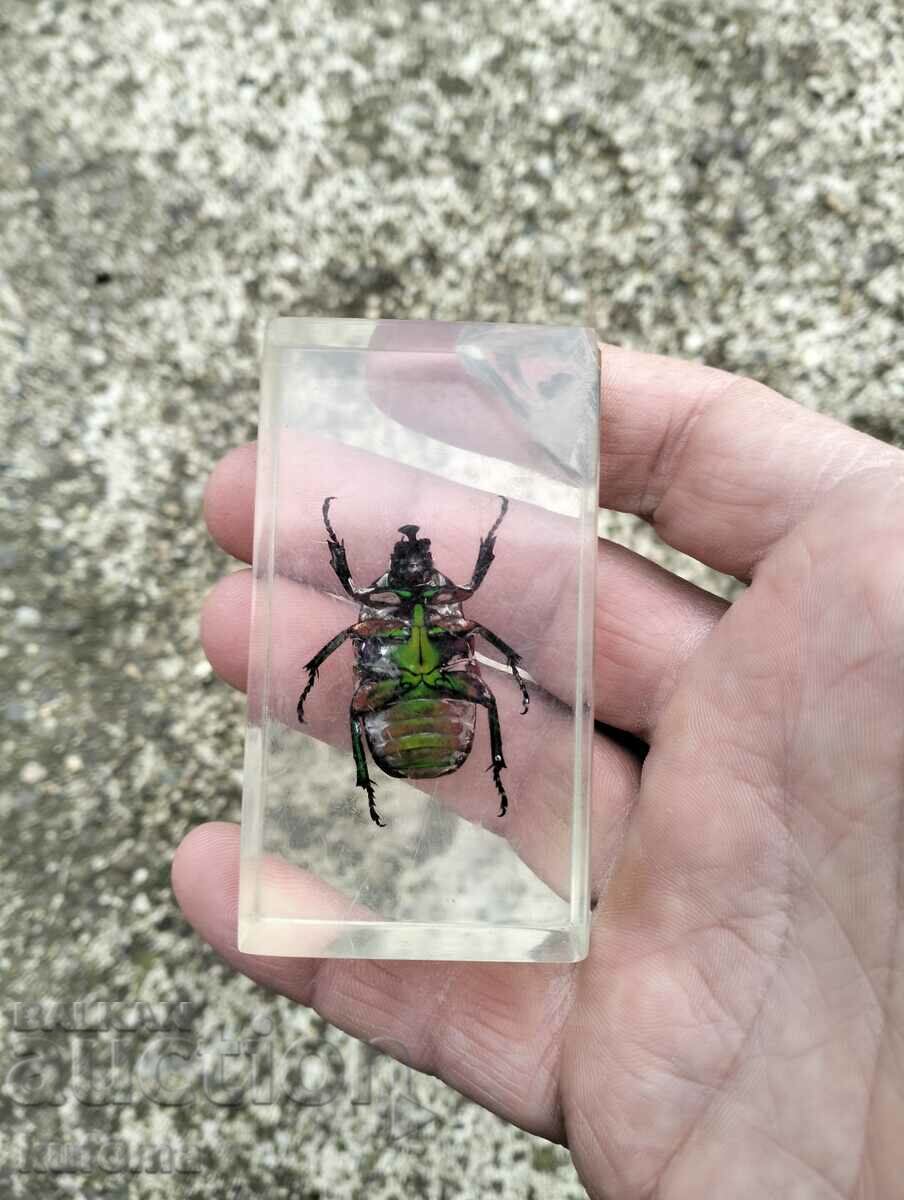 Beetle insect with price 4.99 BGN | € 2.55 Beetle insect with price 4.99 BGN | € 2.55
