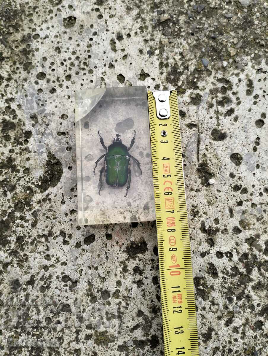 Auction Beetle insect Auction Beetle insect